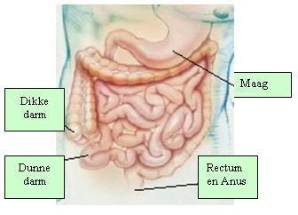 overzicht-maag-darm-stelsel