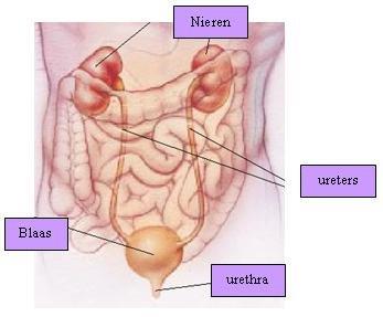 urinair-stelsel